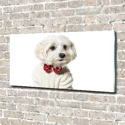 Print on acrylic Maltese in a bow tie