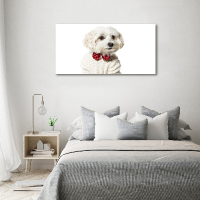 Print on acrylic Maltese in a bow tie