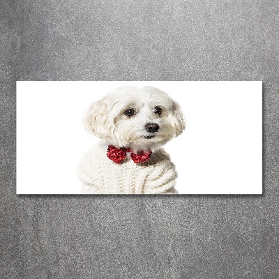 Print on acrylic Maltese in a bow tie