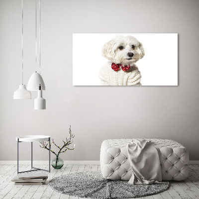 Print on acrylic Maltese in a bow tie