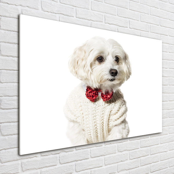 Print on acrylic Maltese in a bow tie