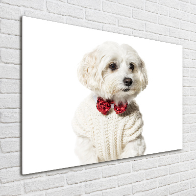 Print on acrylic Maltese in a bow tie