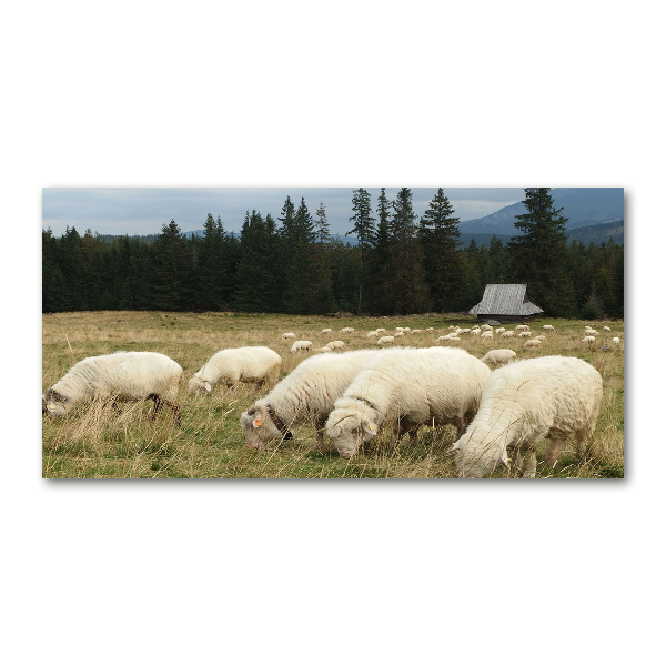 Wall art acrylic Grazing sheep