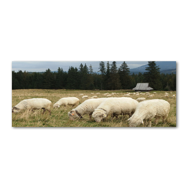 Wall art acrylic Grazing sheep