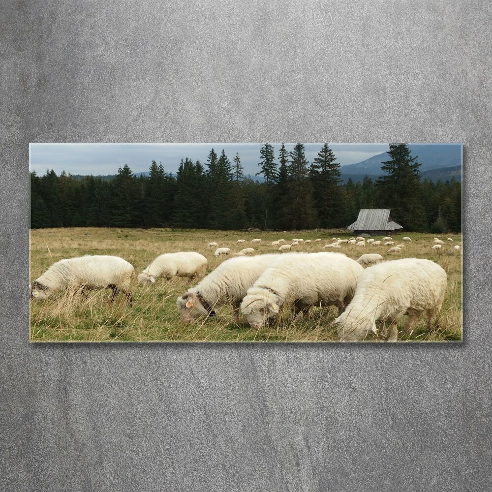 Wall art acrylic Grazing sheep