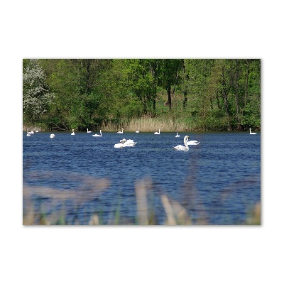 Wall art acrylic White swans