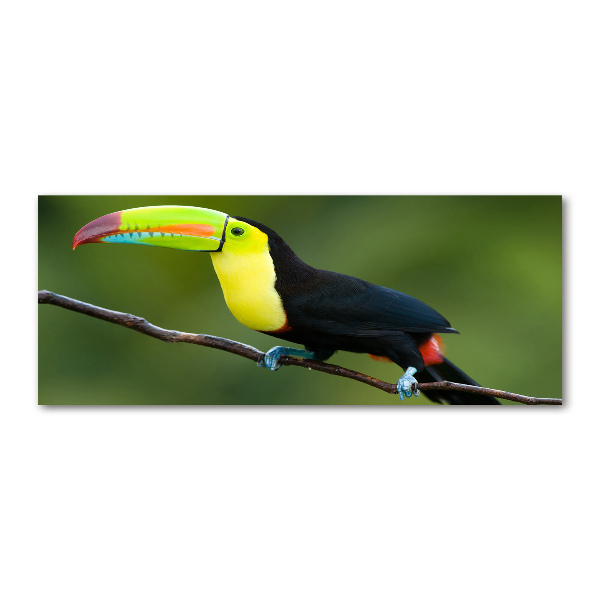 Acrylic wall art Toucan