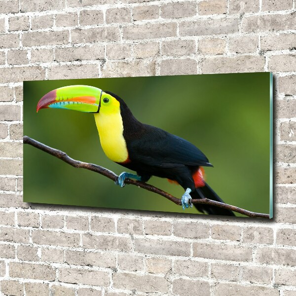 Acrylic wall art Toucan