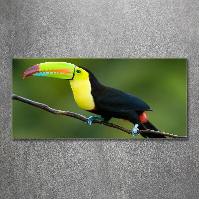 Acrylic wall art Toucan