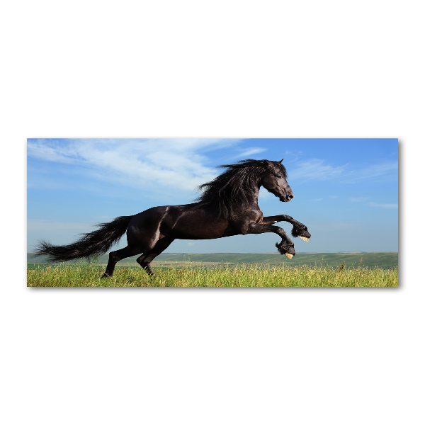 Acrylic print Black horse in the meadow