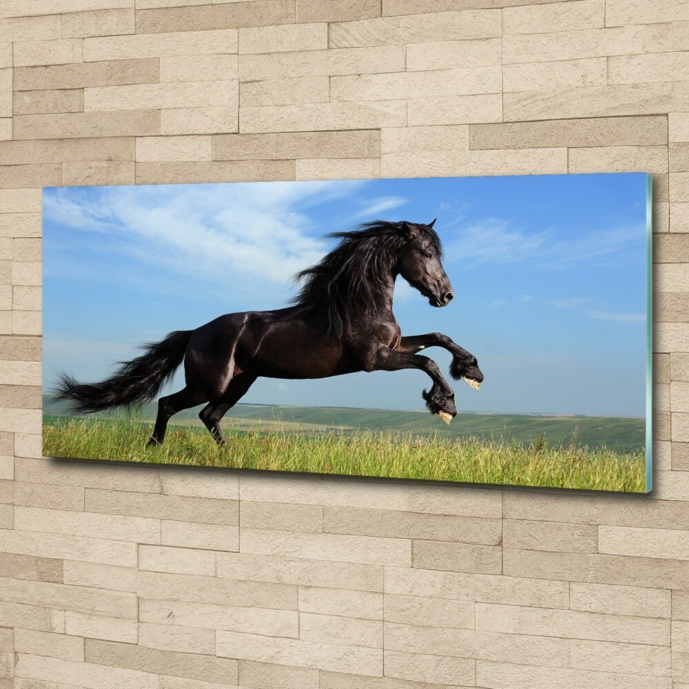 Acrylic print Black horse in the meadow