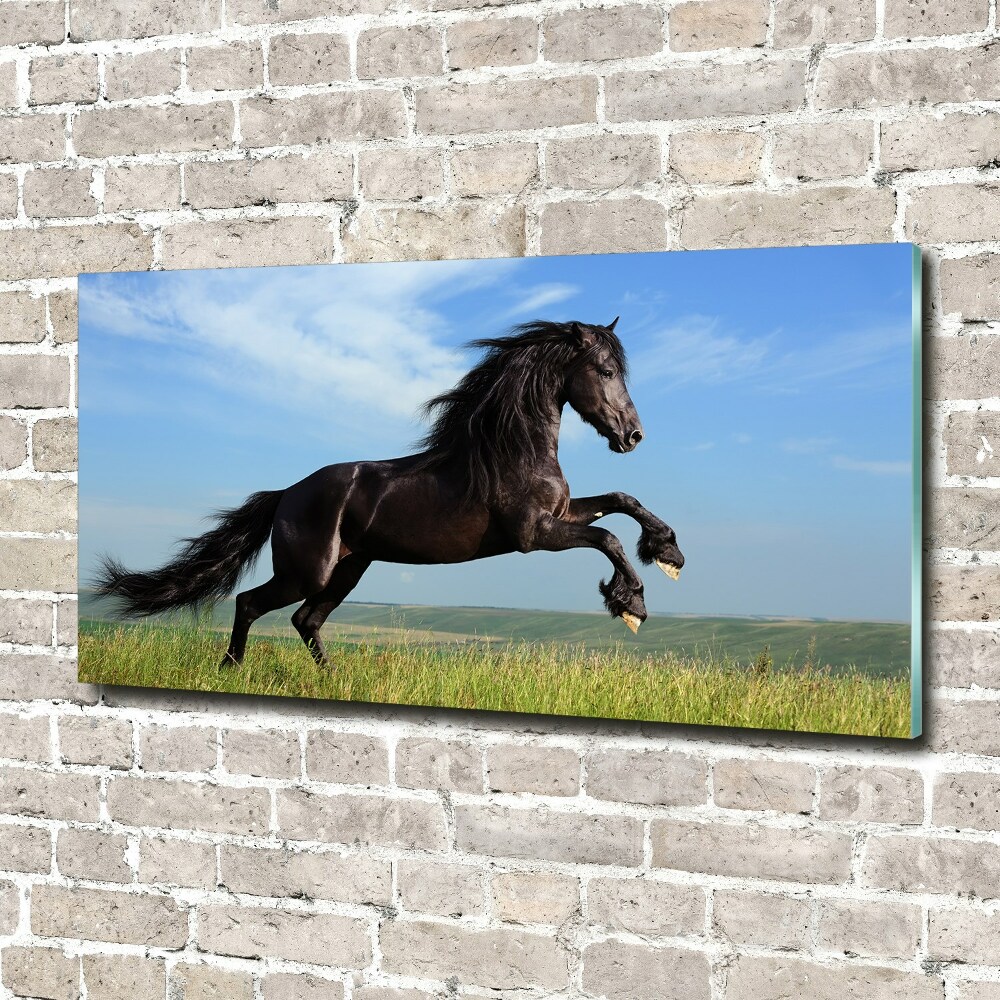 Acrylic print Black horse in the meadow