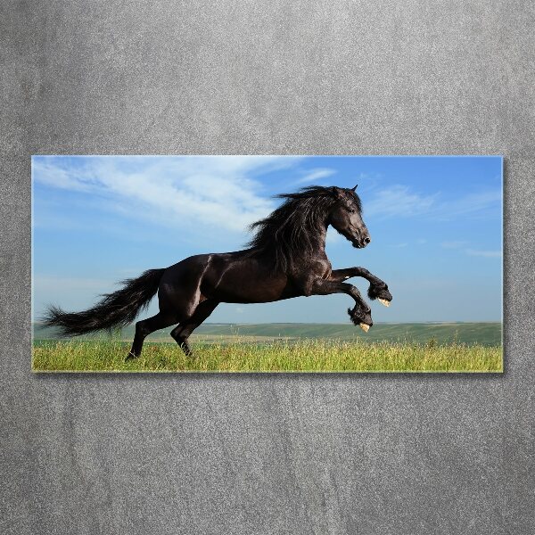 Acrylic print Black horse in the meadow