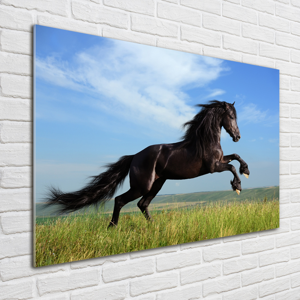 Acrylic print Black horse in the meadow