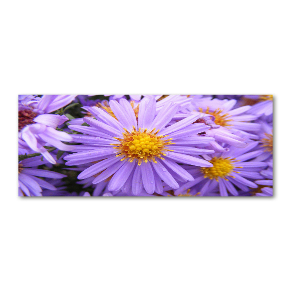 Print on acrylic Asters