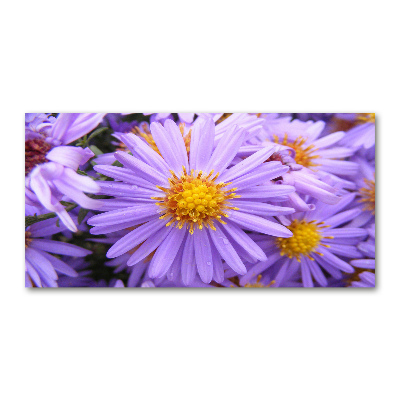 Print on acrylic Asters