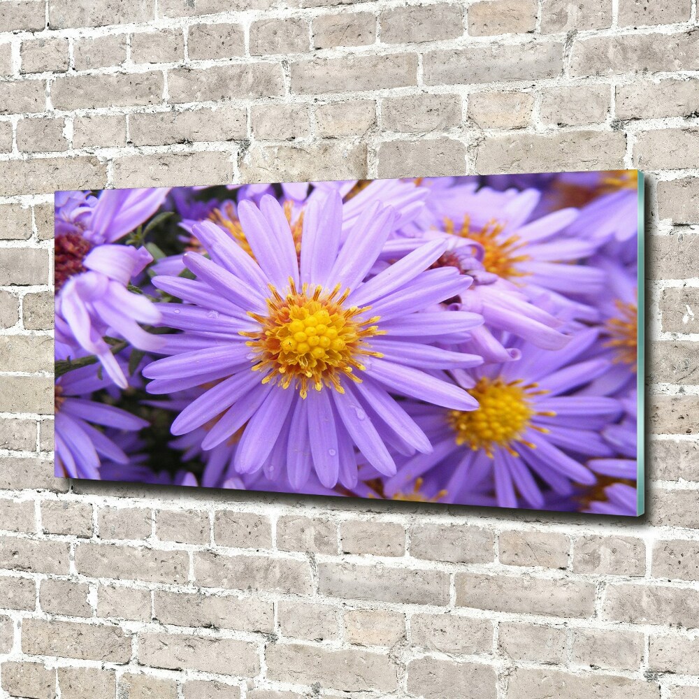 Print on acrylic Asters