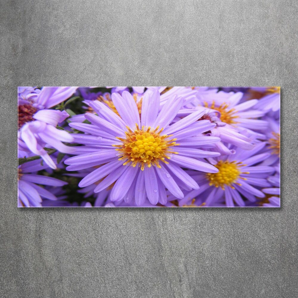 Print on acrylic Asters