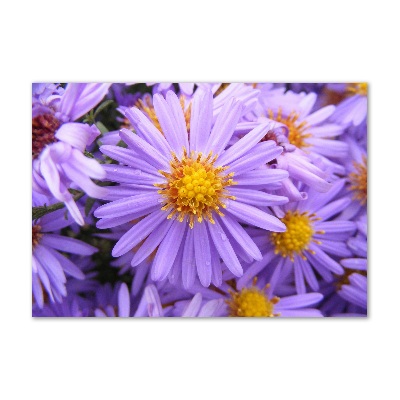 Print on acrylic Asters