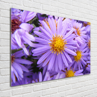 Print on acrylic Asters