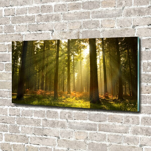 Print on acrylic Forest in the sun