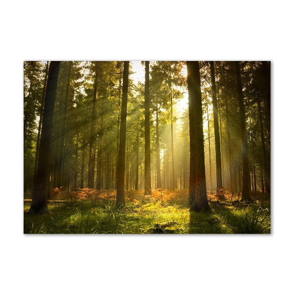 Print on acrylic Forest in the sun