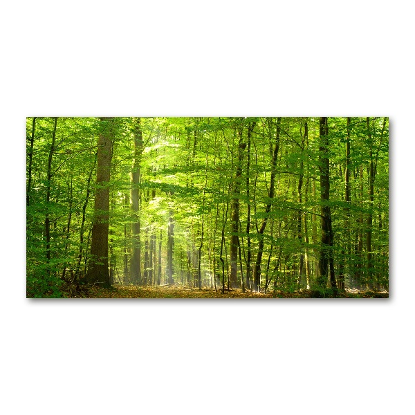 Print on acrylic Deciduous forest