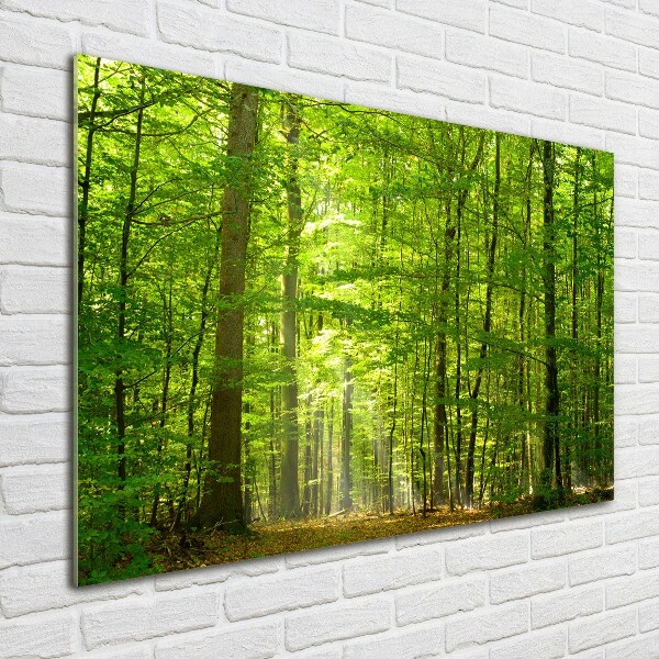 Print on acrylic Deciduous forest