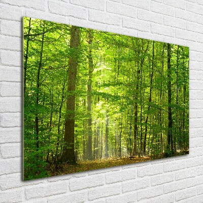 Print on acrylic Deciduous forest