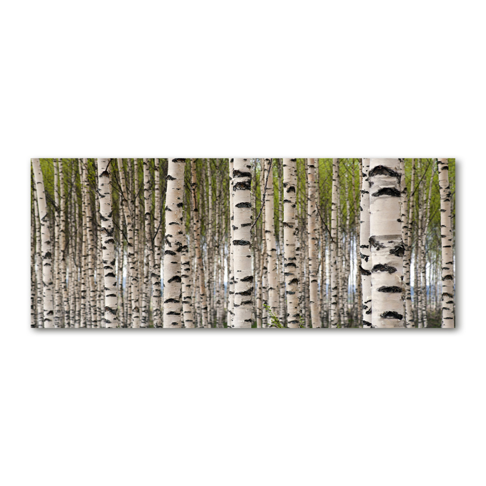 Acrylic wall art Birch forest