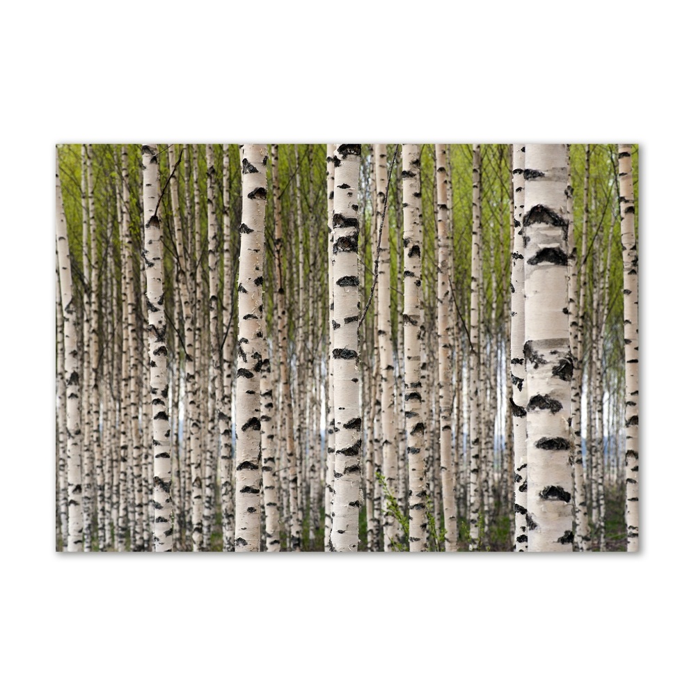 Acrylic wall art Birch forest