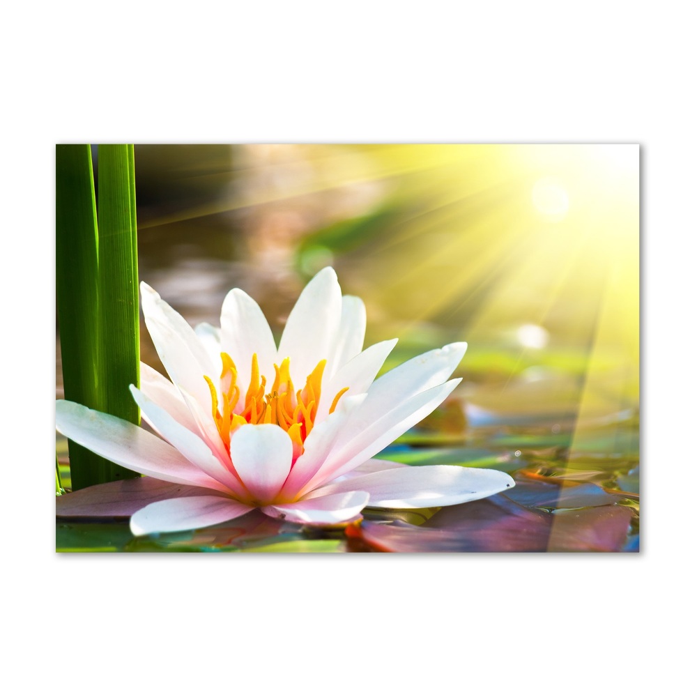 Wall art acrylic water lily