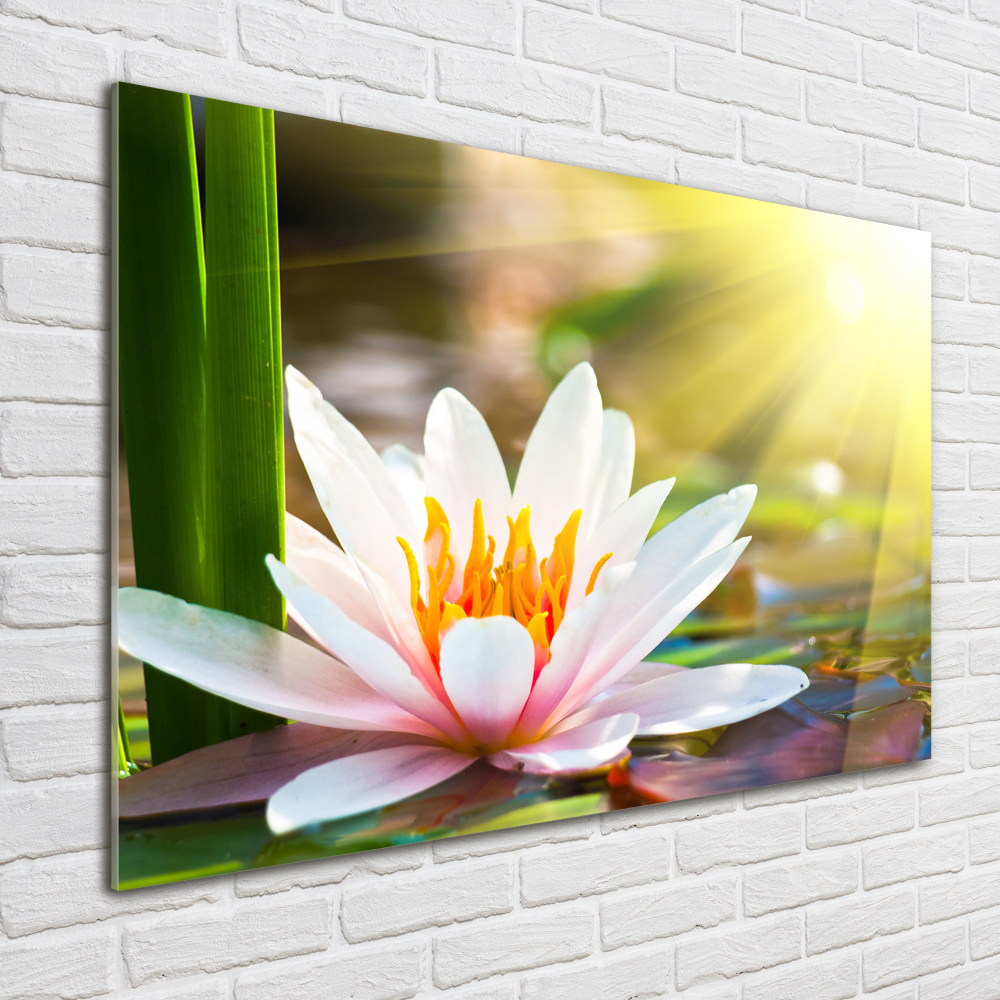 Wall art acrylic water lily