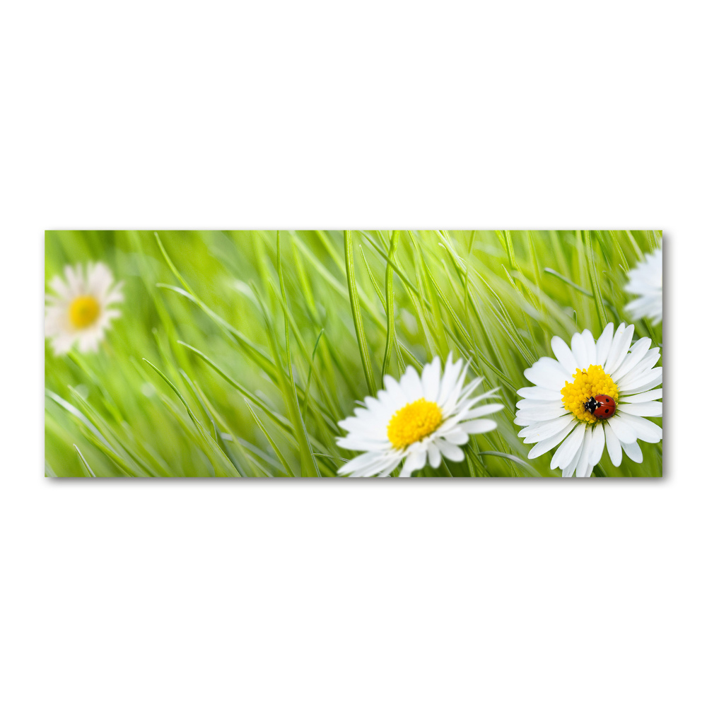 Wall art acrylic Daisy