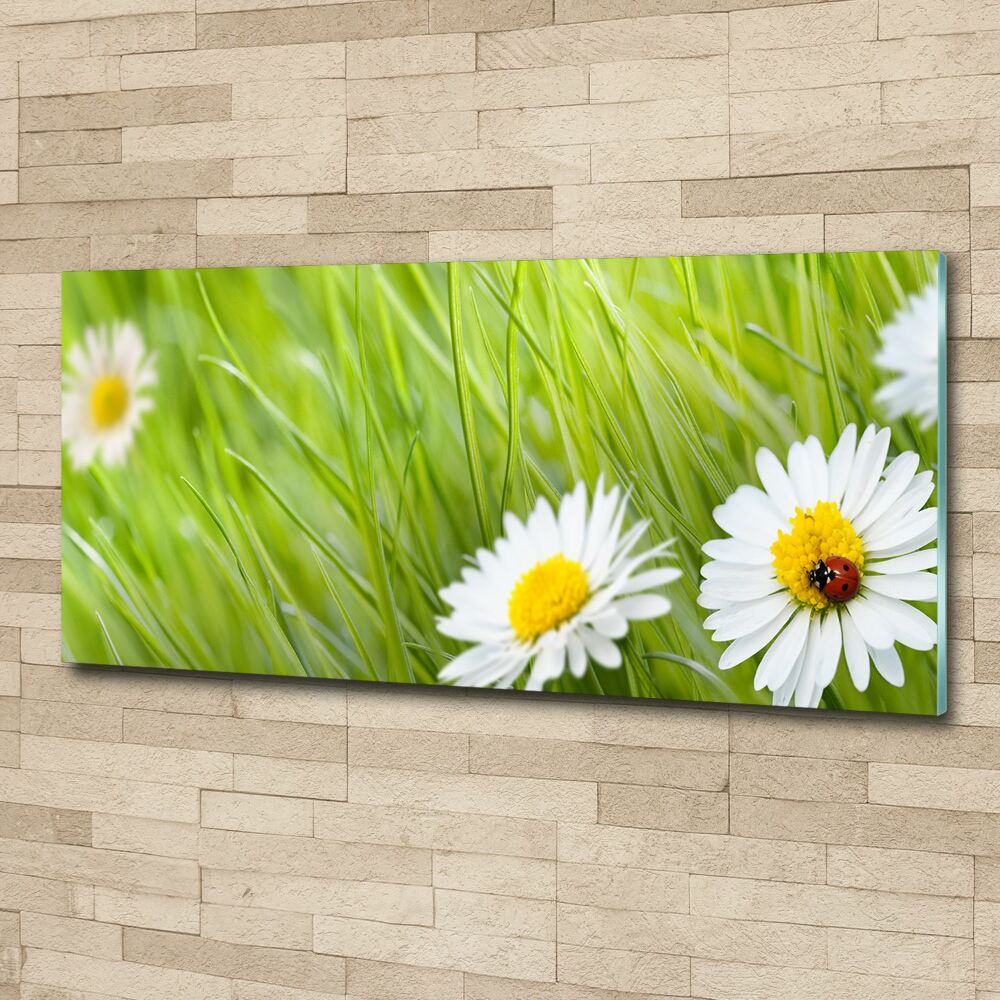 Wall art acrylic Daisy