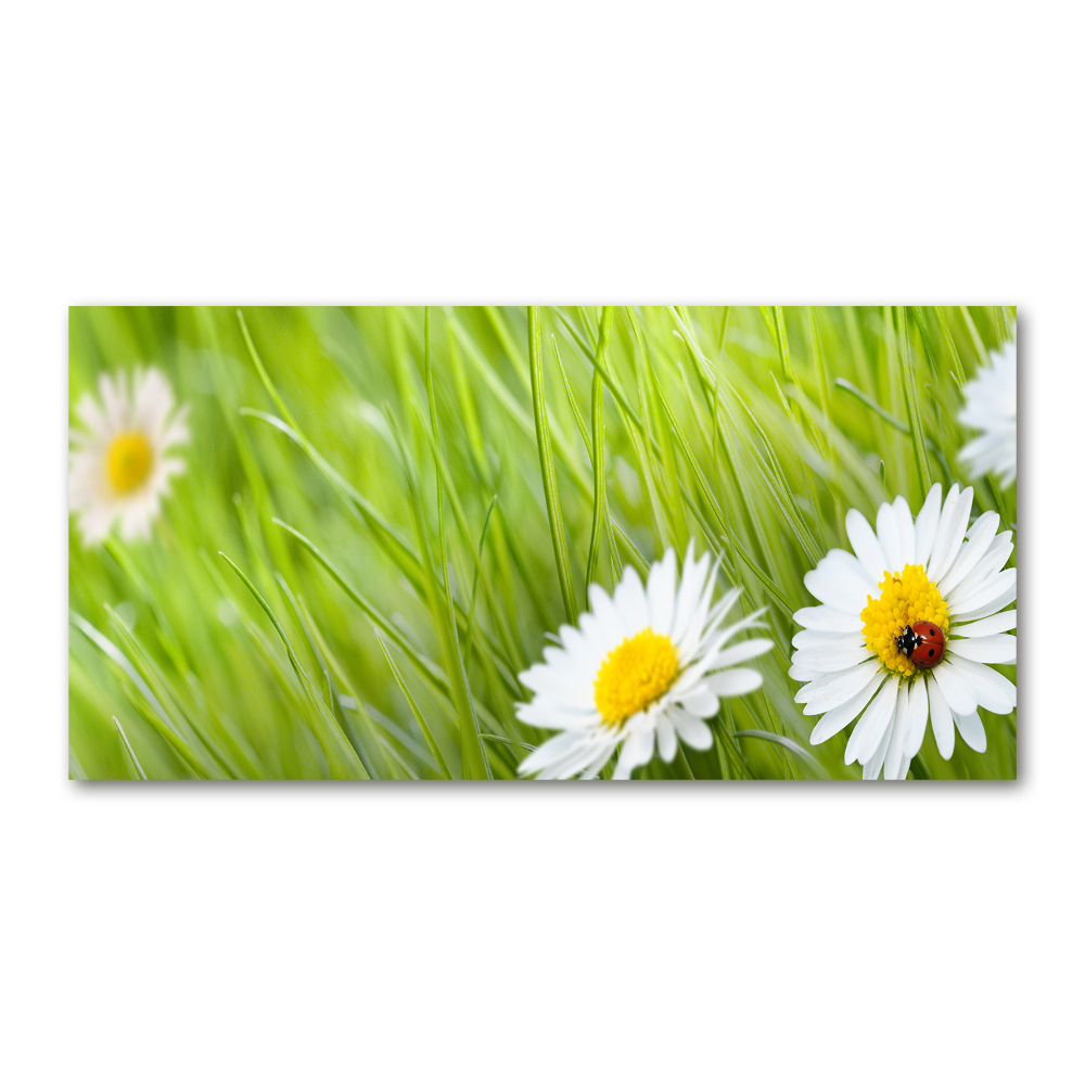 Wall art acrylic Daisy