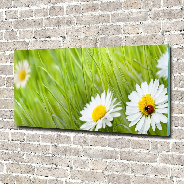 Wall art acrylic Daisy