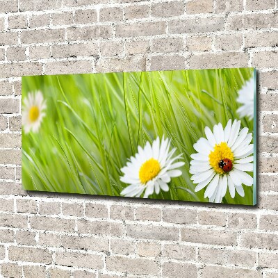 Wall art acrylic Daisy