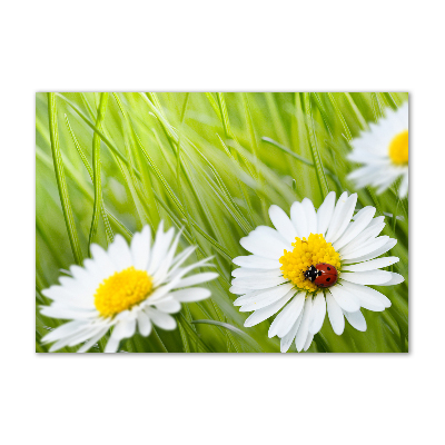 Wall art acrylic Daisy