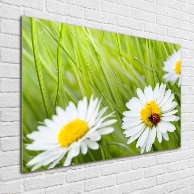 Wall art acrylic Daisy