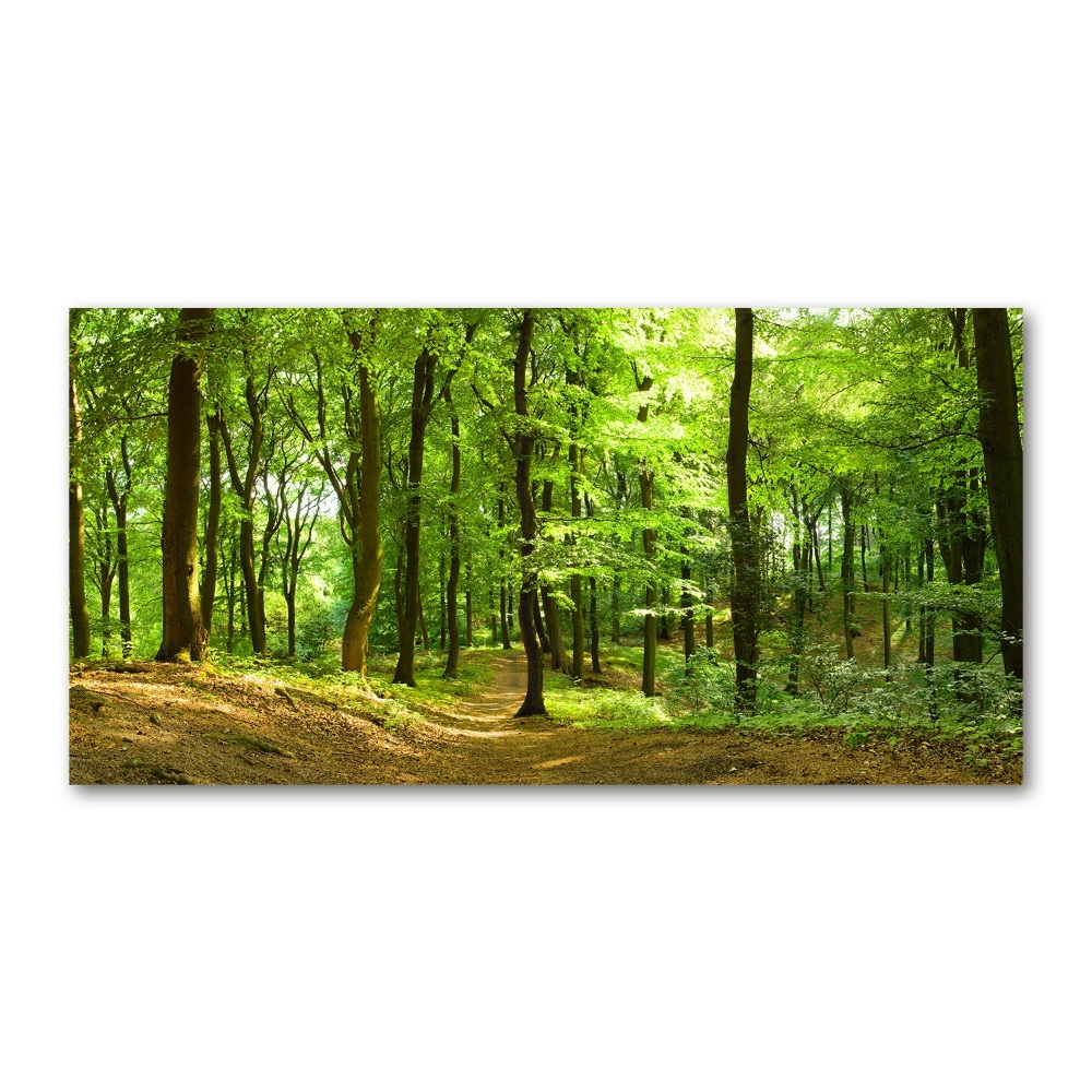 Acrylic print Forest track