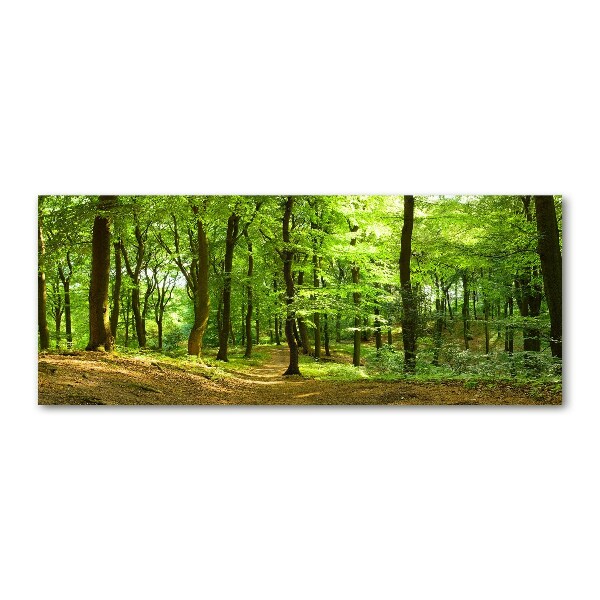 Acrylic print Forest track