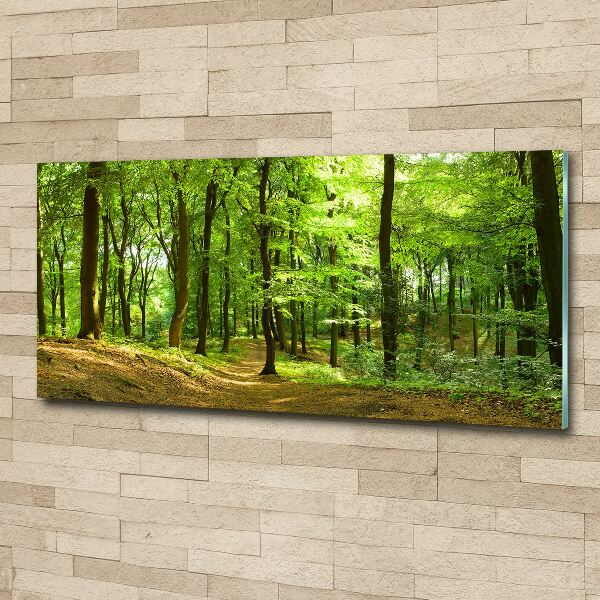 Acrylic print Forest track