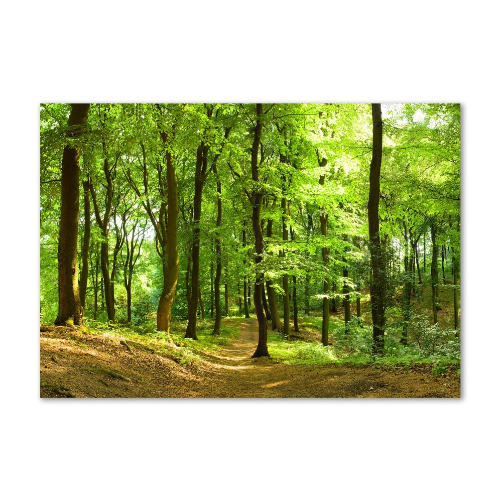 Acrylic print Forest track