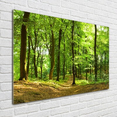 Acrylic print Forest track