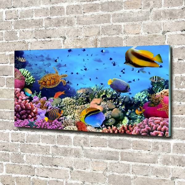 Print on acrylic Coral reef