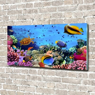 Print on acrylic Coral reef