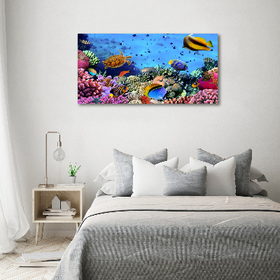 Print on acrylic Coral reef