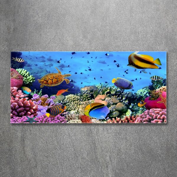 Print on acrylic Coral reef