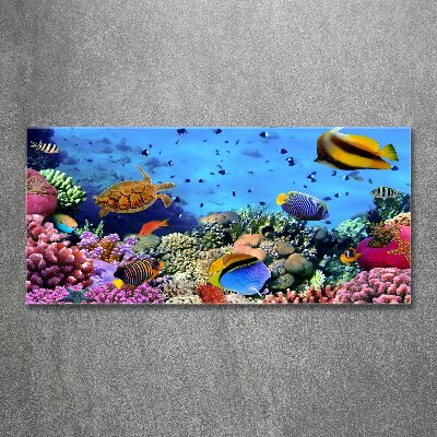 Print on acrylic Coral reef